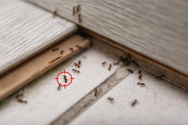 Best Local Pest Control Services  in Kimball, TN