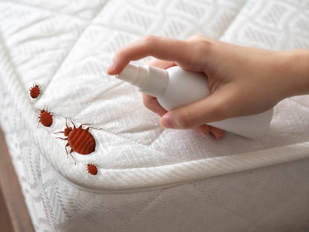 Trusted Kimball, TN Pest Control Experts