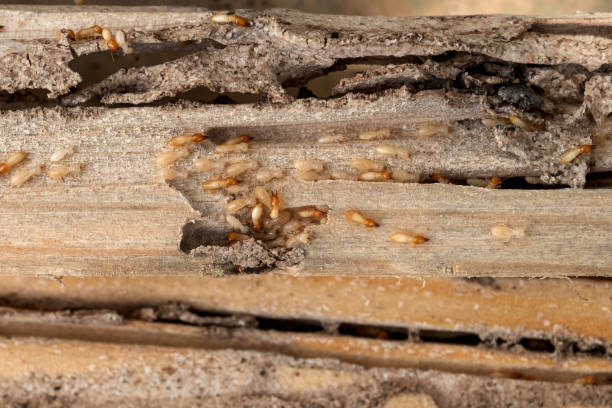 Best Flea Control Services  in Kimball, TN
